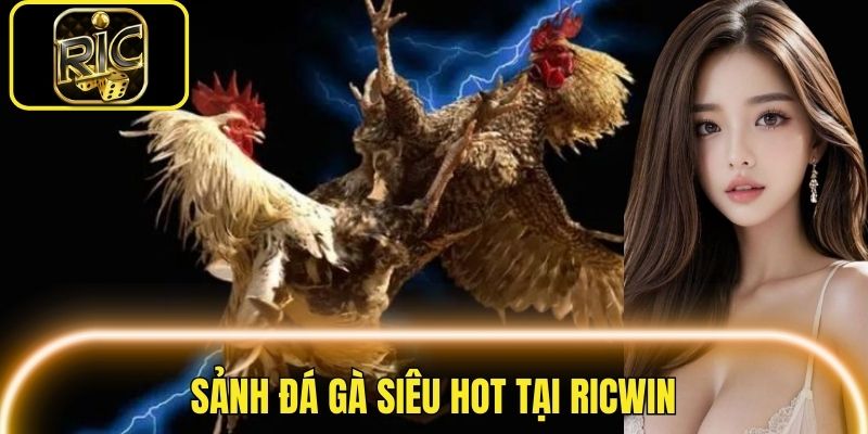 Đá gà luôn được nhiều người chơi yêu thích tại nhà cái